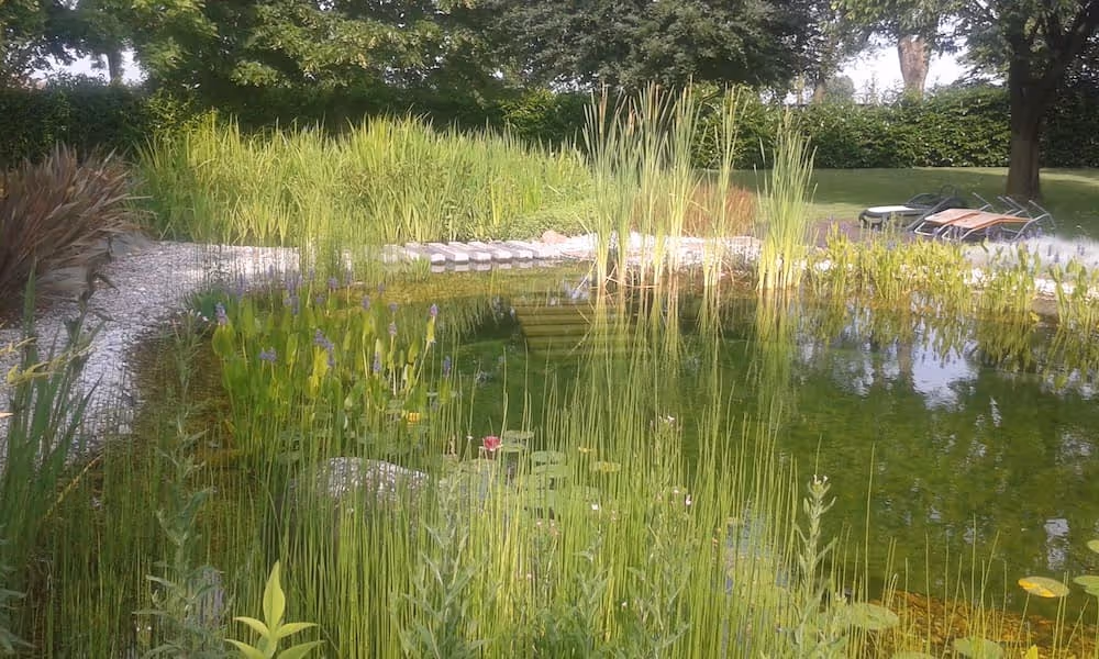 Dettaglio del progetto Realizzazione Biolaghi e Biopiscine realizzato da LS Giardini
