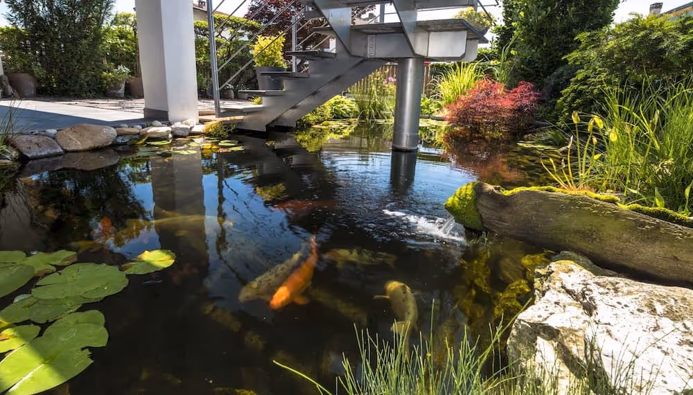 Dettaglio del progetto Realizzazione Biolaghi e Biopiscine realizzato da LS Giardini